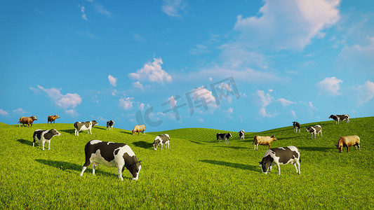 上一个绿色的牧场的奶牛牛群