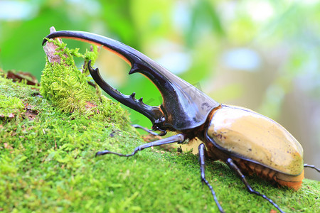 大力神纹摄影照片_在厄瓜多尔的大力士甲虫 （最大力神）