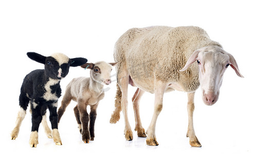 成年母羊和羔羊