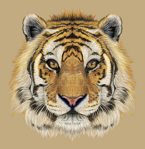 老虎的肖像.