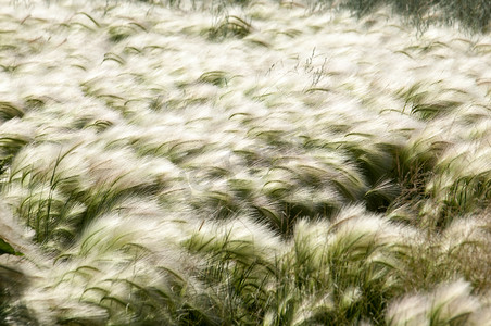 哈萨克斯坦摄影照片_羽毛草、 垫草。羽毛在哈萨克斯坦大草原长大。纹理