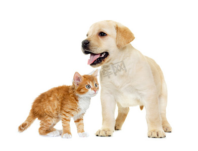 红色开心摄影照片_分离出的白色背景上的小猫和拉布拉多小狗