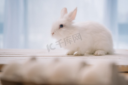 赢战鸡年摄影照片_复活节兔坐在桌子上, 在前景模糊的鸡蛋