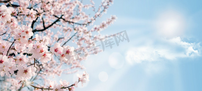 春天盛开的桃花摄影照片_桃花在蓝蓝的天空
