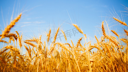 小黑麦摄影照片_形象的黑麦小穗和蓝蓝的天空