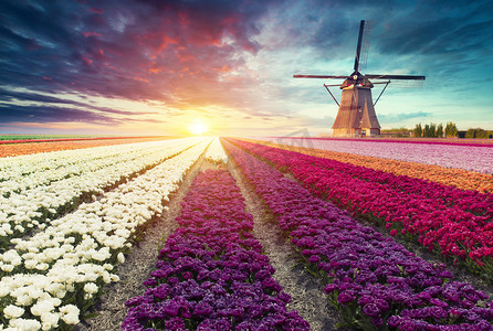 荷兰传统杜奇风景，有一个典型的风车和郁金香，荷兰乡村