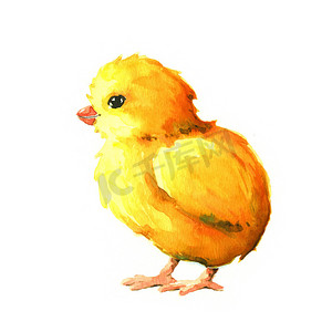 黄色手绘漫画摄影照片_小鸡。水彩插图