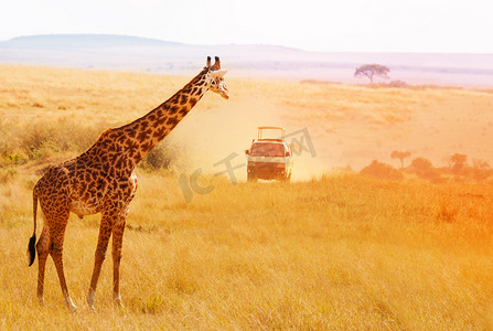 漂亮长颈鹿摄影照片_长颈鹿在 safari 吉普车看夕阳