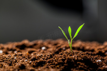 绿色可持续摄影照片_绿色玉米幼苗发芽