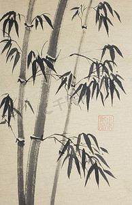 描边植物摄影照片_竹树的组