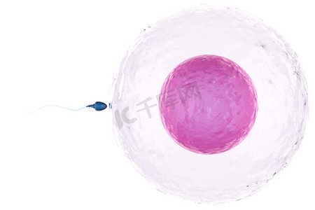 基因和细胞摄影照片_sperm with ovum