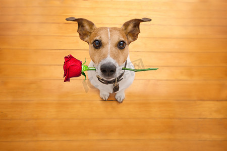 安排一下摄影照片_情人节礼物狗爱着嘴里的玫瑰