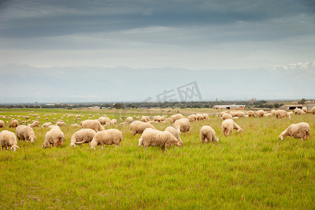 在草地上吃草的羊