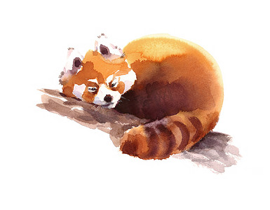 分支的手画动物插图孤立在白色背景上水彩红熊猫睡觉