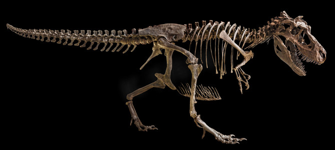 霸王龙骨架上孤立背景