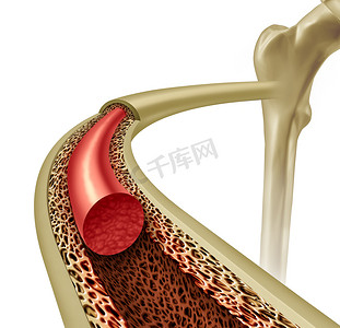 骨骼健康摄影照片_骨髓概念