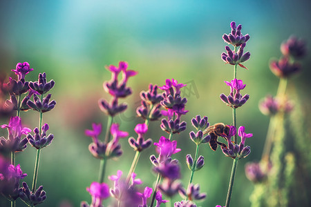 花薰衣草摄影照片_在该字段中的薰衣草花的蜜蜂
