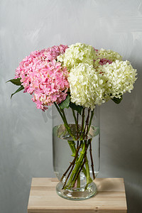 绣球花玻璃花瓶中。绣球花产生较大的拖把头组成的小花簇从夏到秋.