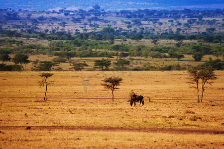 移徙摄影照片_景观与干草地上放牧的牛羚