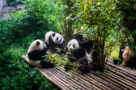 中式早餐矢量图摄影照片_享受他们竹早餐在成都研究基地的大熊猫,