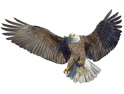 洁白的翅膀摄影照片_秃头鹰鸟飞着陆手画上白色.