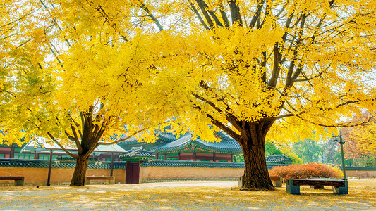 秋天在韩国景福宫.