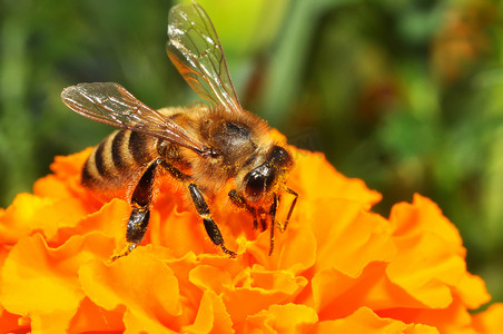 梦想阳光摄影照片_蜜蜂和花朵