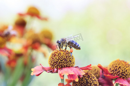 小蜜蜂在花朵上夏天收集花蜜
