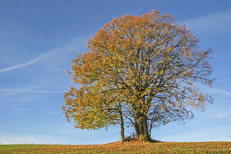 foliage摄影照片_寂寞秋天一棵树