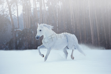 白马摄影照片_白马在积雪的森林背景上运行