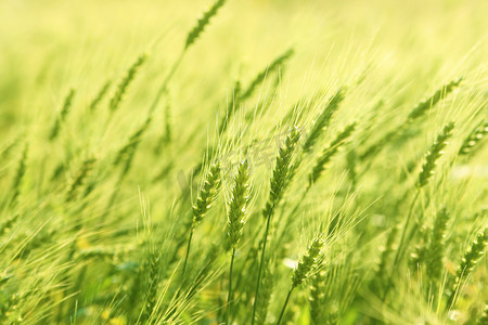 小麦种子摄影照片_ 绿麦田 