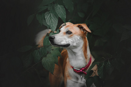 红金色摄影照片_在绿色的树叶只红的混的种狗