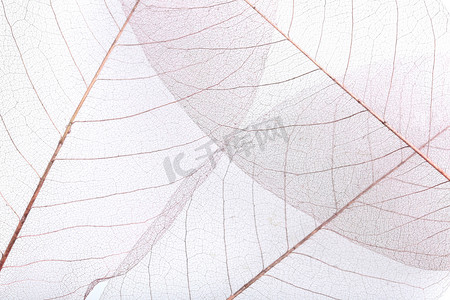 植物树叶纹理摄影照片_骨架树叶纹理 