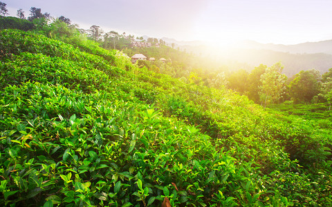 茶绿色的田野