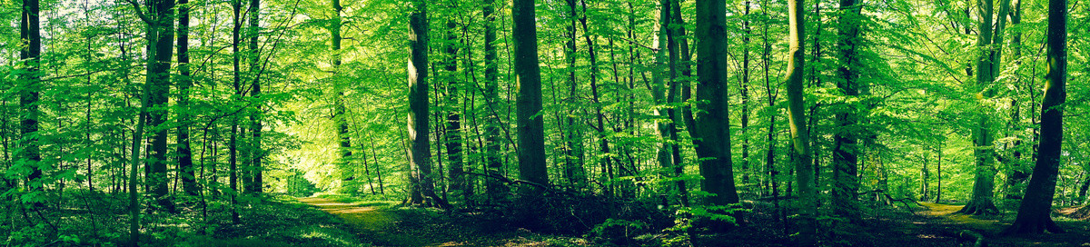 生态停车摄影照片_森林风光与绿色山毛榉树
