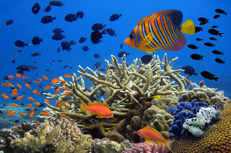 墨西哥自然摄影照片_与学校的多彩的热带珊瑚礁水下全景 