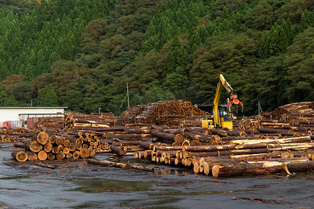 piled摄影照片_Pine timber stacked at lumber yard 