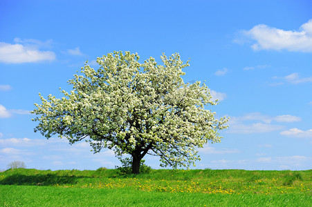 苹果开摄影照片_春天的一株开花树