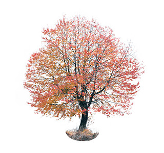 秋天的红色树 