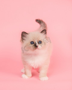 可爱的布娃娃猫小猫站在粉红色的背景看