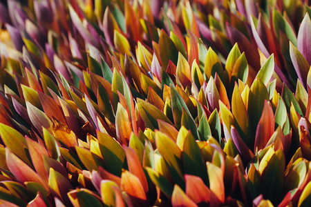 五彩斑斓的叶子摄影照片_五颜六色的叶子植物背景, 特写视图
