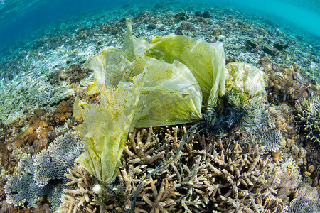水下鱼类摄影照片_被丢弃的塑料粘在了印度尼西亚一个浅礁上的珊瑚上。塑料进入海洋生态系统, 最终导致鱼类和无脊椎动物死亡.