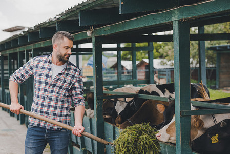 中年农夫在格子衬衣饲养牛用草在牧场 