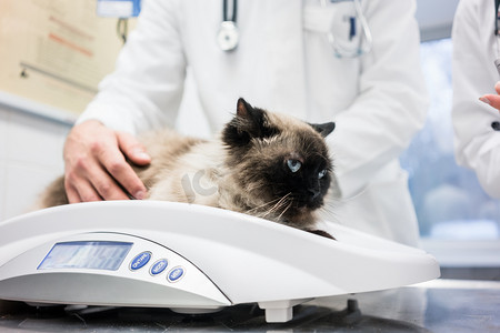 兽医把猫放在秤上测量她的体重