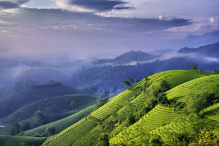 vietnam摄影照片_越南府寿龙哥绿茶山概览.