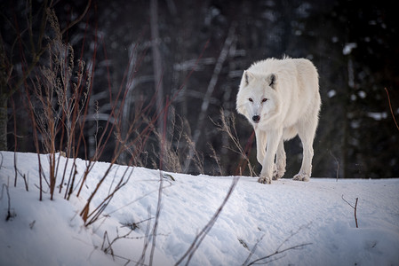 北极狼（Canis lupus arctos），又称白狼或极地狼