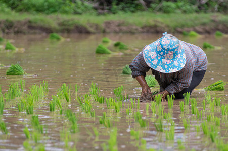 人们在有机稻田种植水稻.