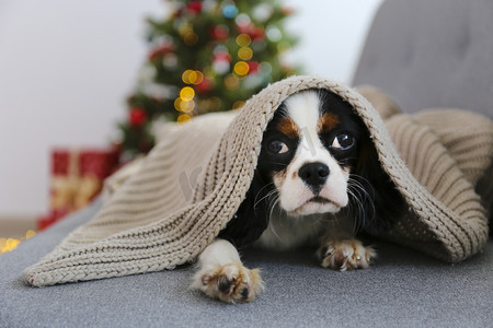 编织摄影照片_骑士查尔斯 · 斯潘尼尔国王坐在灰色的沙发上，在圣诞树前编织着毛毯，包装着喜庆的礼物。 小狗就像现在的概念。 复制空间，节日背景.