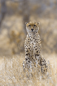 在南非克鲁格国家公园的猎豹;猫科动物猎豹属 jubatus 家族的钱币