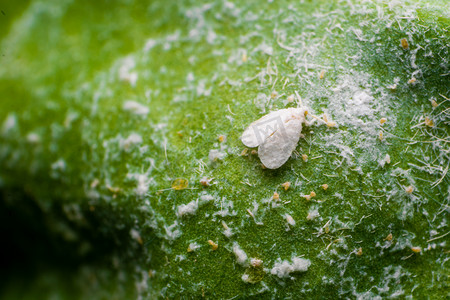 白蝇是各种农作物的害虫.这些是会影响作物产量的吸吮性害虫.